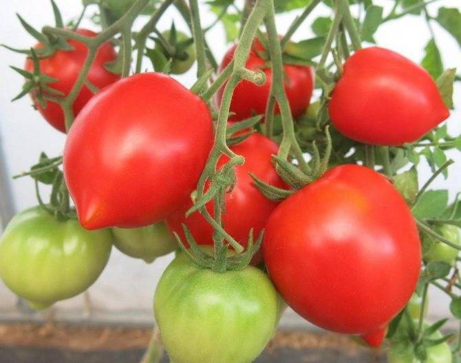 Сорт томата «тарасенко юбилейный»: описание и рекомендации по выращиванию урожайного сорта помидоров