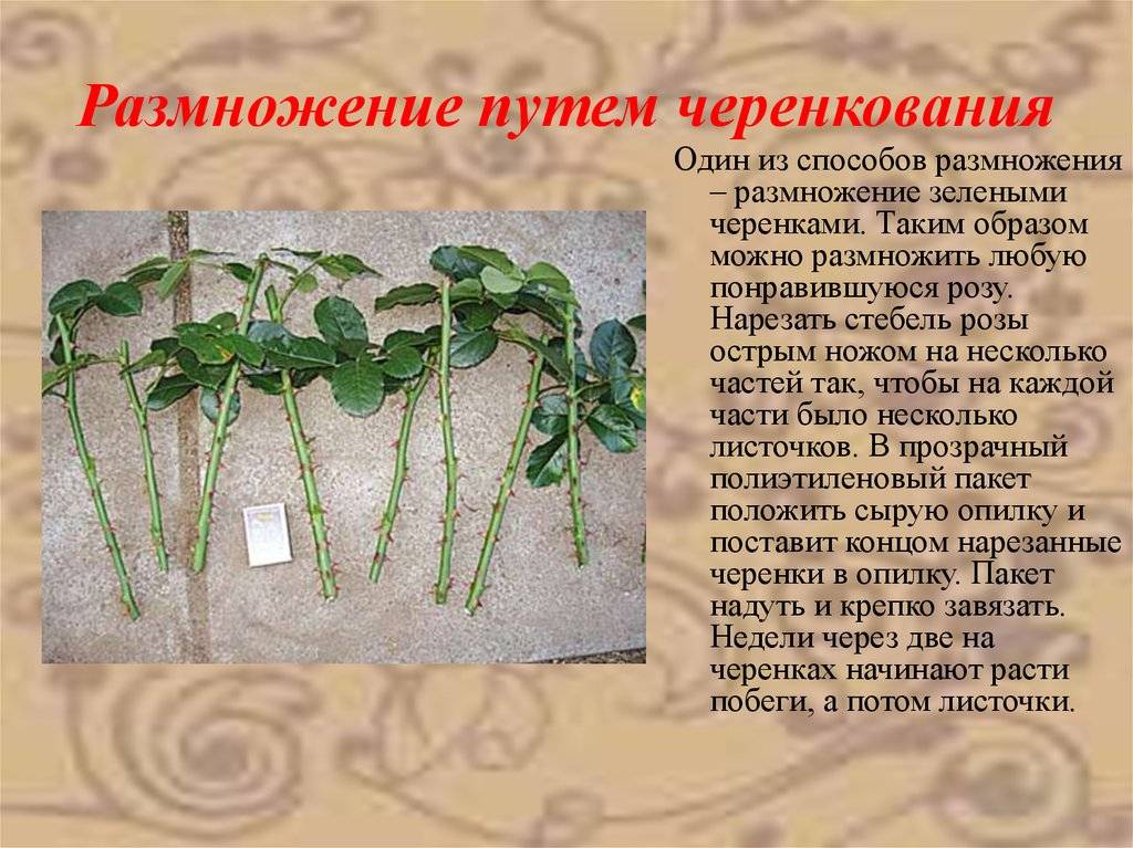 Черенкование хризантем: правила размножения в домашних условиях, как укоренить