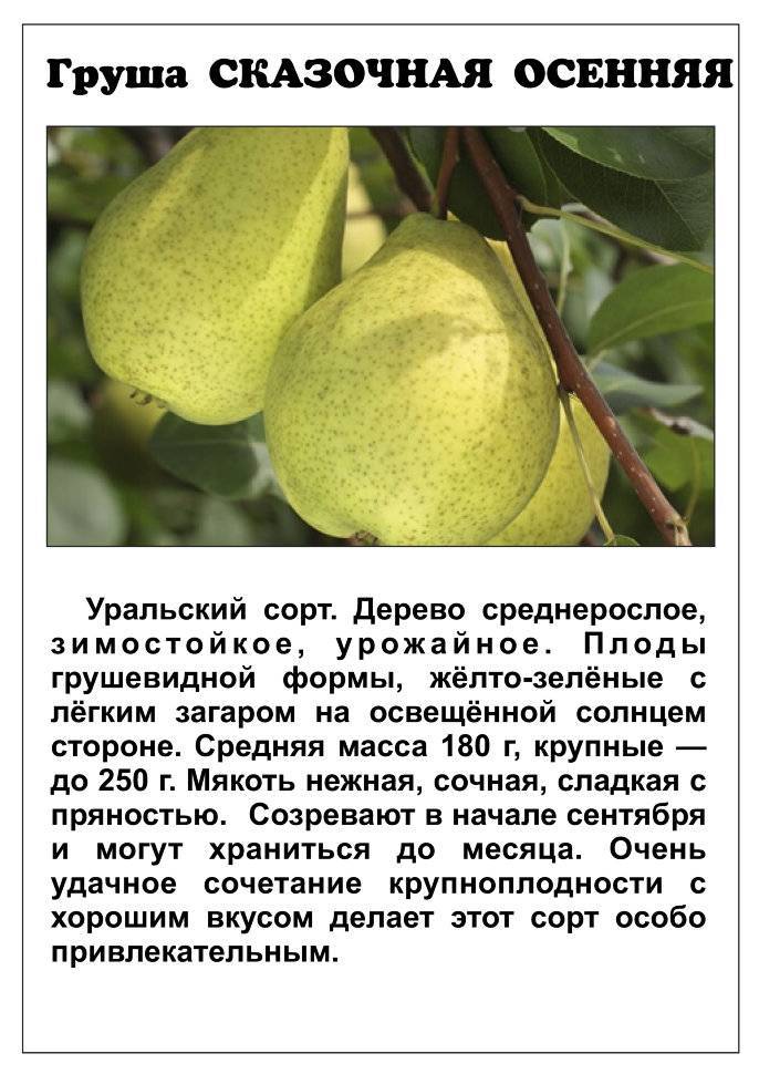 Груша москвичка: описание сорта, отзывы, фото, посадка и уход, выращивание плодового дерева, урожайность, морозоустойчивость, обрезка
