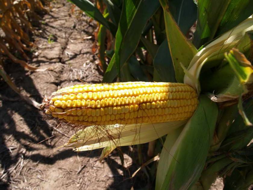 Выращивание кукурузы на даче или огороде: посадка и уход с видео