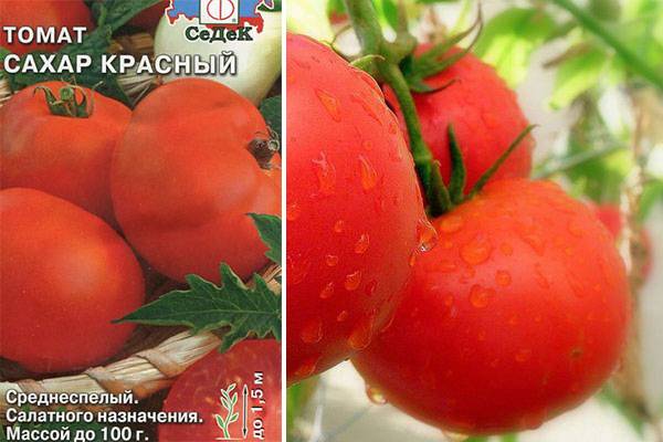 Томат сахарок: характеристика и описание сорта, урожайность с фото