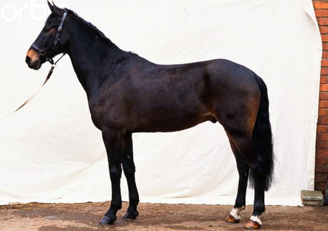 Кабардинская (черкесская) порода лошадей: описание, особенности ухода и разведения