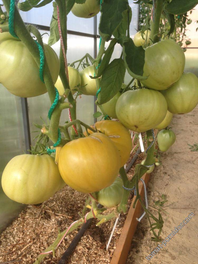 Характеристика и описание сорта томат летний сад
