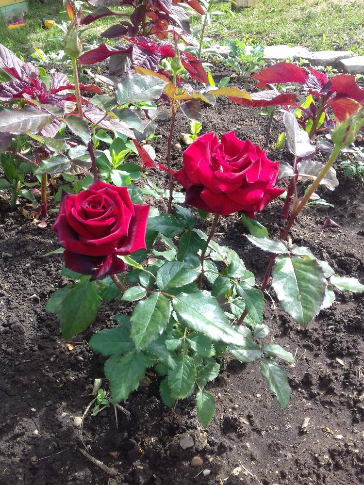Особенности выращивания розы «чёрная магия»