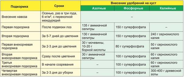 Опрыскивание винограда от болезней летом