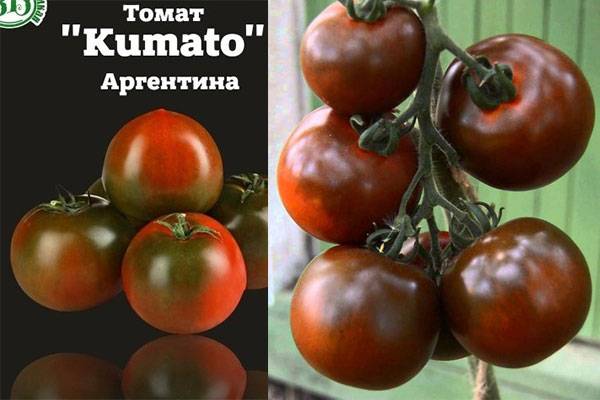 Черные помидоры кумато: описание сорта, вкусовые качества. полезные свойства