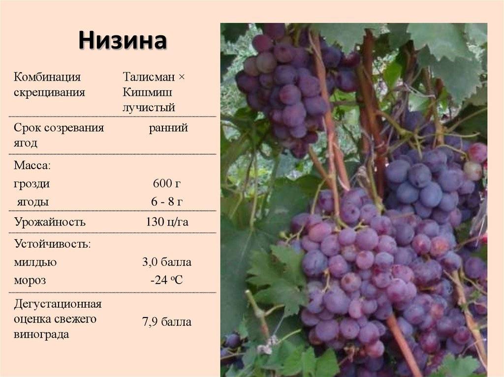 Описание, отзывы и правила выращивания сорта винограда арочный