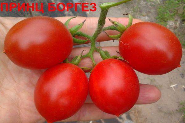 Томат принц боргезе (principe borghese): характеристика и описание сорта, фото куста, отзывы об урожайности помидоров
