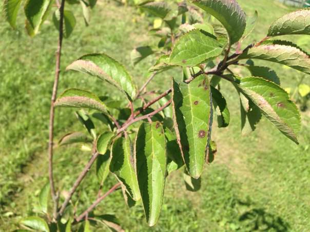На яблоне краснеют и скручиваются листья: чем обработать и лечить, что делать, методы борьбы