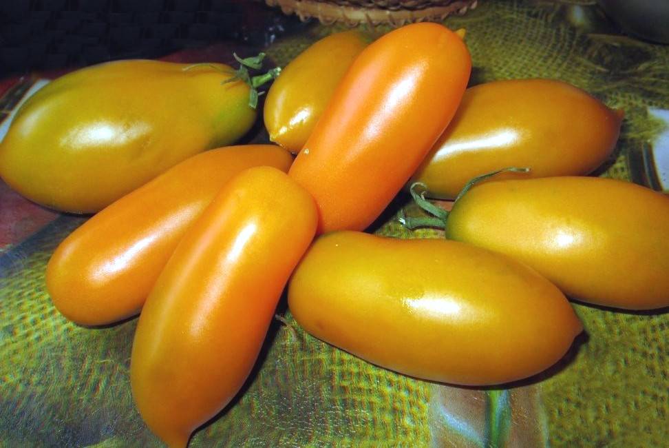 Сорт томата золотой: описание, характеристика и виды