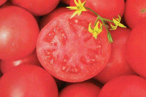 Вкусный, стойкий и раннеспелый сорт томата «тарпан f1»: описание, характеристика, посев на рассаду, подкормка, урожайность, фото, видео и самые распространенные болезни томатов