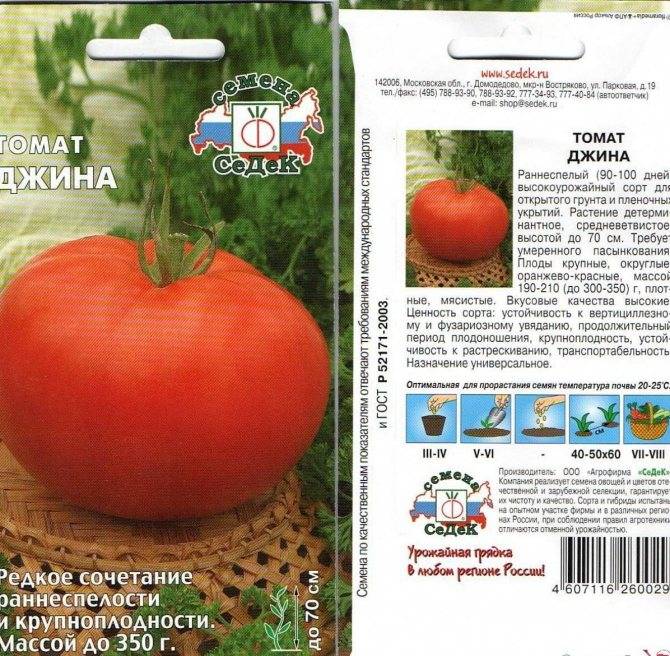 Характеристика и описание сорта томата Джина, его урожайность