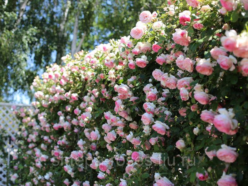 Роза пьер де ронсар: фото и описание одного из самых красивых в мире сортов плетистых цветов, как размножить и ухаживать за растением?дача эксперт