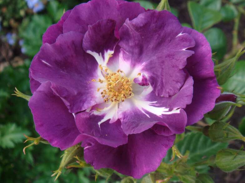 Описание и правила выращивания роз сорта рапсодия ин блю