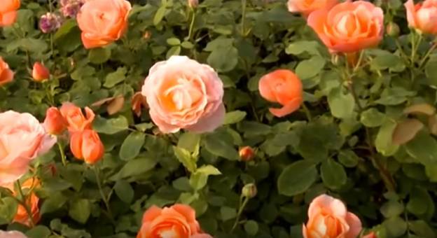 Описание сорта роз “клэр остин” с отзывами, уходом и фото