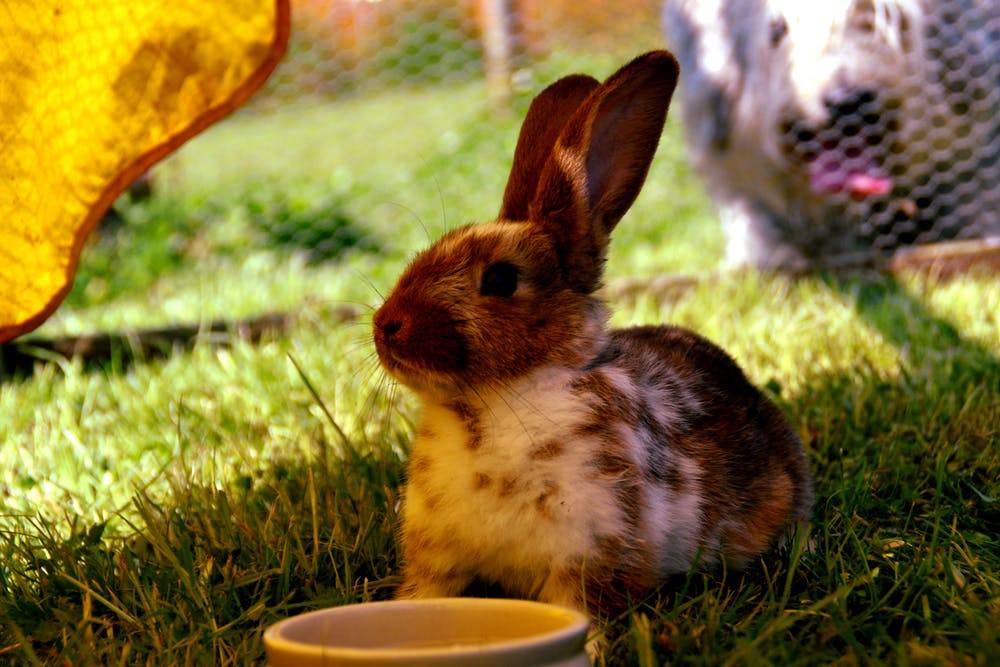Разведение декоративных кроликов
