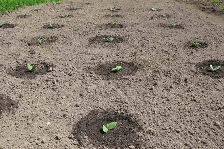 Посадка огурцов в открытый грунт: как правильно сеять семенами, на какую глубину