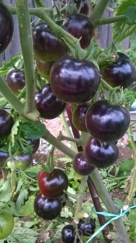 Эта гроздь действительно чёрная: самый богатый антоцианами сорт томатов