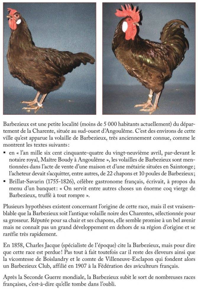 Порода кур легбар: описание кремовых хохлатых кур и петухов, особенности содержания, разведения и кормления