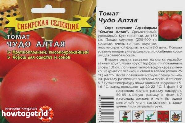 Самые лучшие и урожайные сорта томатов для теплиц по мнению фермеров