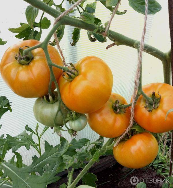 Описание и характеристики сорта томатов хурма, урожайность и выращивание
