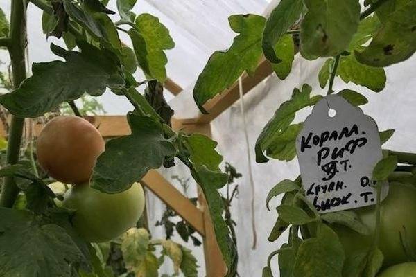 Описание сорта томата василий, его характеристика и выращивание