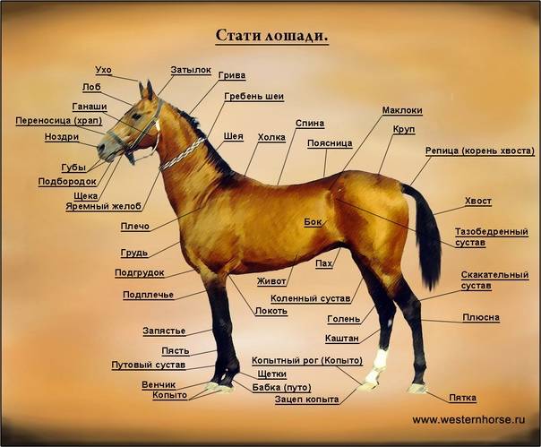 Зубы лошади: виды, строение и особенности. определение возраста лошади по зубам