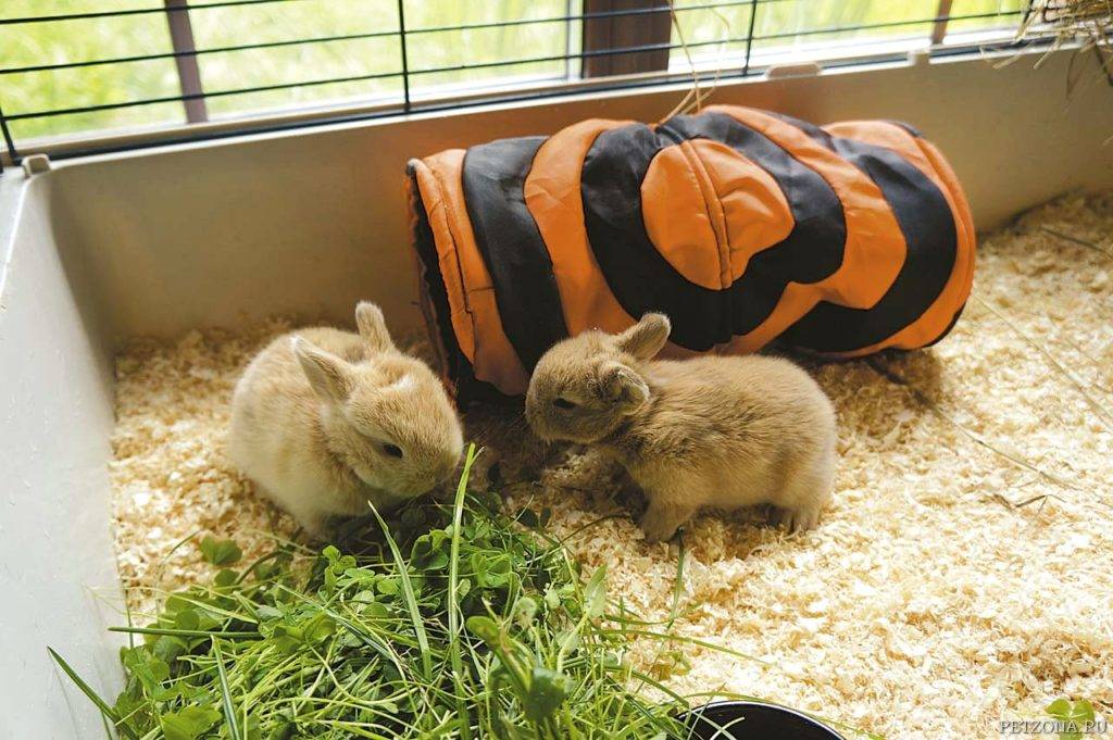 Цветной карлик – всем кроликам кролик