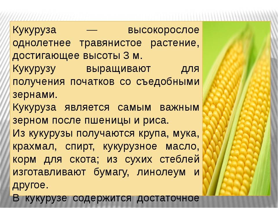 Чем полезна кукуруза: лечебные свойства и противопоказания, возможный вред для здоровья