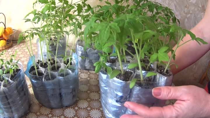Выращивание рассады томатов в домашних условиях