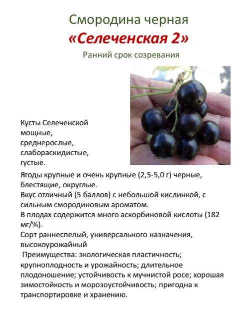 Смородина селеченская: 125 фото, видео описание выращивания и ухода за черной смородины