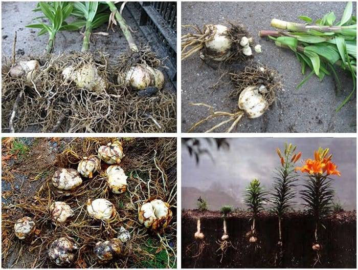 Растение пролеска / сцилла: фото, виды, выращивание, посадка и уход в открытом грунте
