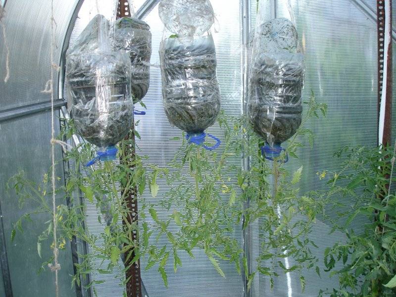 Как правильно посадить и вырастить огурцы в пятилитровых пластиковых бутылках?