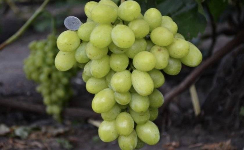 Описание сорта винограда рута: фото и отзывы | vinograd-loza