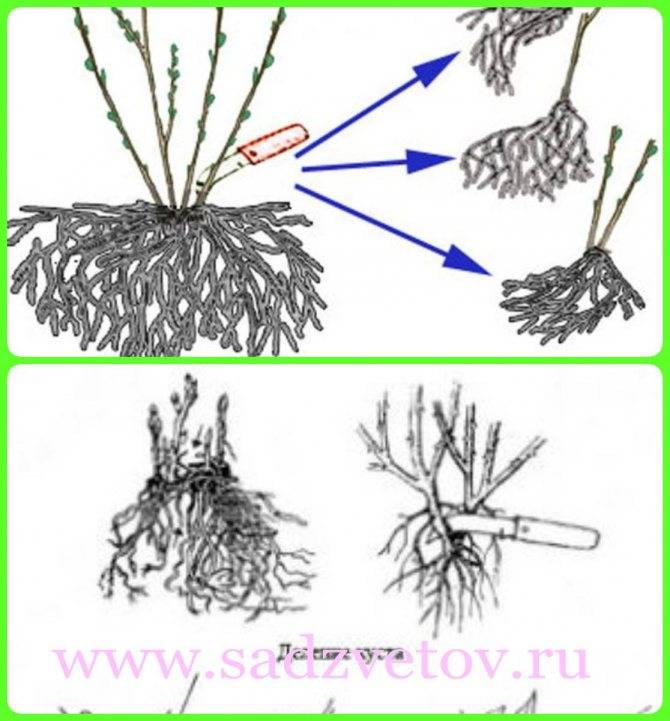 Основные способы размножения лаванды: подготовка семян, черенкование, раздел куста