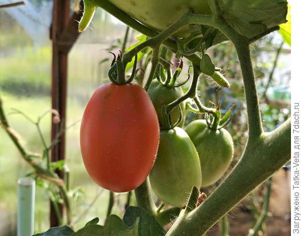 Описание томатов сорта «дамский угодник»
