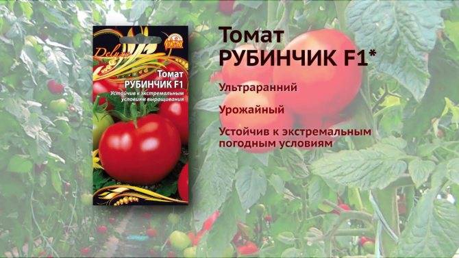 Томат краснобай: описание, отзывы, фото, характеристика | tomatland.ru