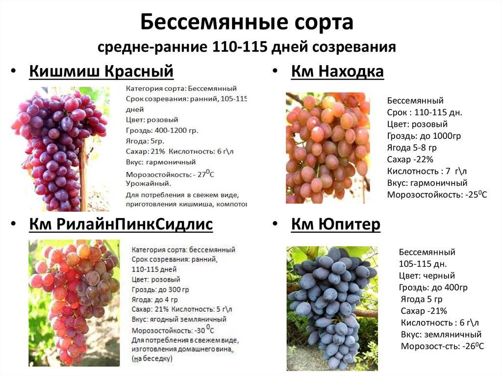 Виноград «красотка»: описание сорта, фото и отзывы о нем. основные плюсы и минусы, характеристики и особенности выращивания в регионах