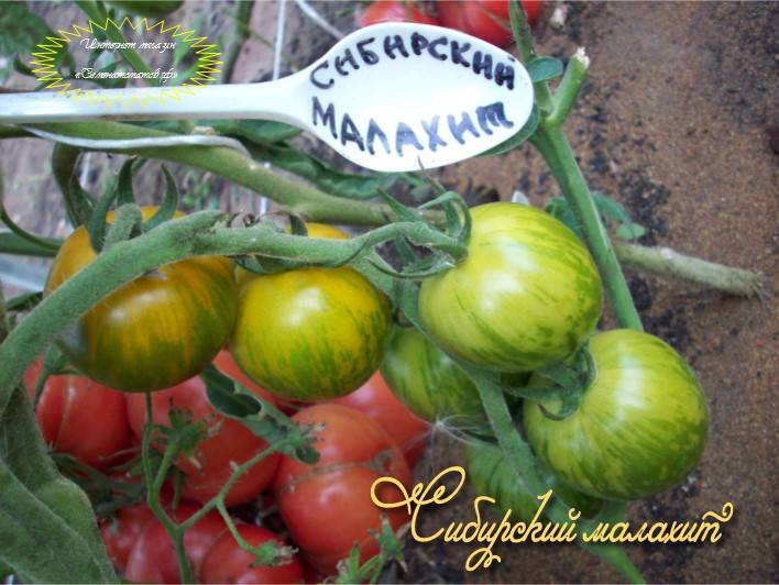 Томат сибирский малахит: отзывы об урожайности, характеристика и описание сорта, фото помидоров