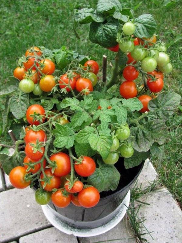 Сорт с чудесными плодами — томат пиноккио: описание помидоров черри и характеристики