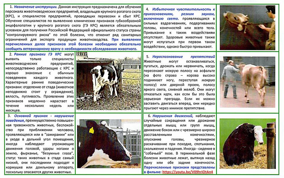 Лептоспироз животных, статьи nita-farm
