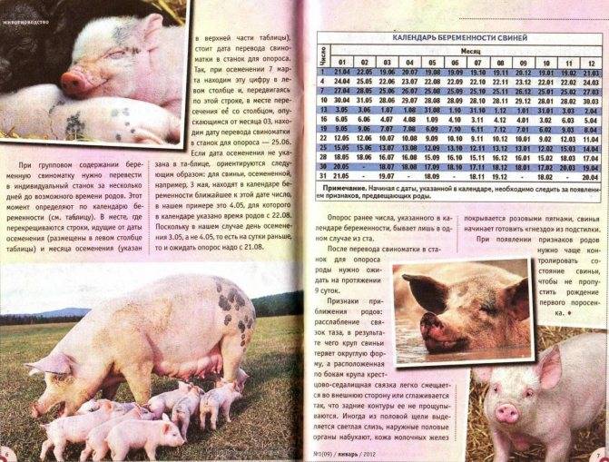 В каких условиях начинают случку свиней?