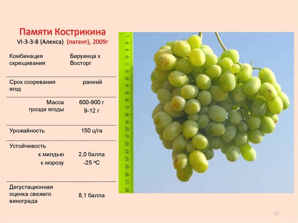 Виноград "красотка": фото, описание сорта, отзывы :: syl.ru