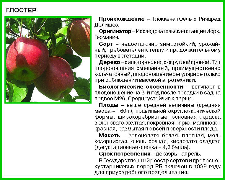 Яблоня горнист: описание и характеристики сорта, тонкости выращивания, отзывы