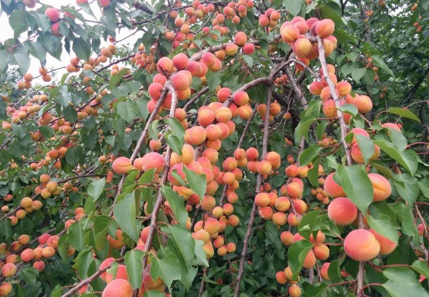 Посадка персика весной в подмосковье: лучшие сорта