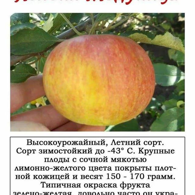 Топ 15 низкорослых яблонь – сорта на карликовом подвое для средней полосы, разной высоты и плодоношения