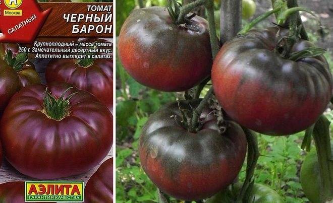 Основное о разведении томатов «сеньор помидор»