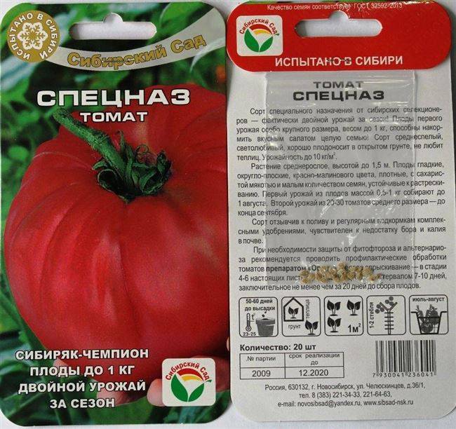 Описание и особенности выращивания сорта томата персей