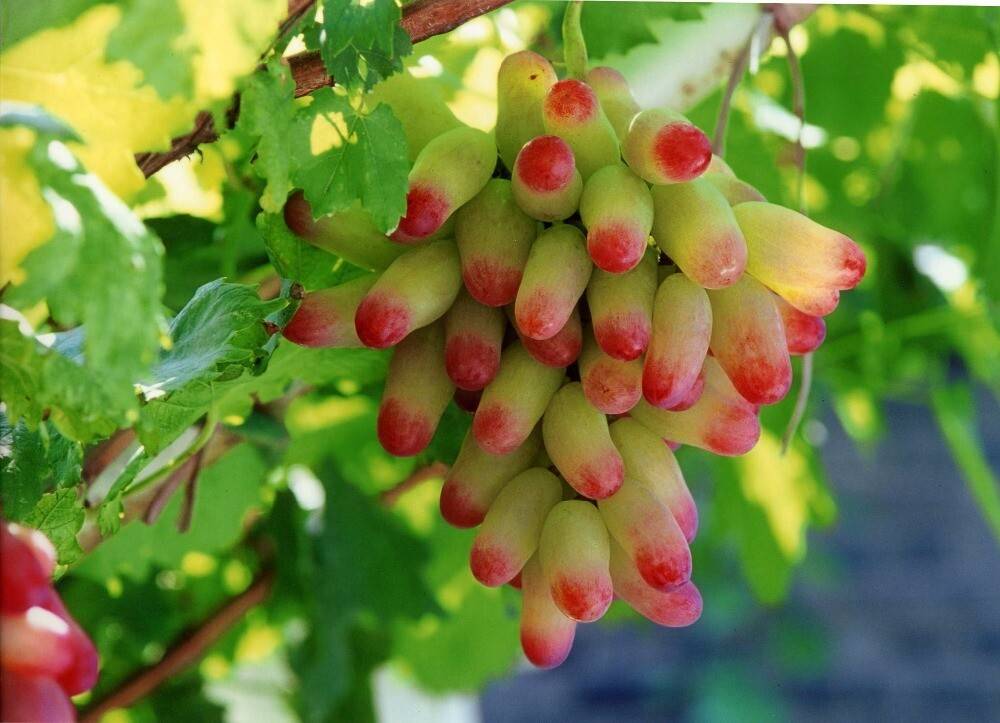 Сорт винограда маникюр фингер: фото, отзывы, описание, характеристики