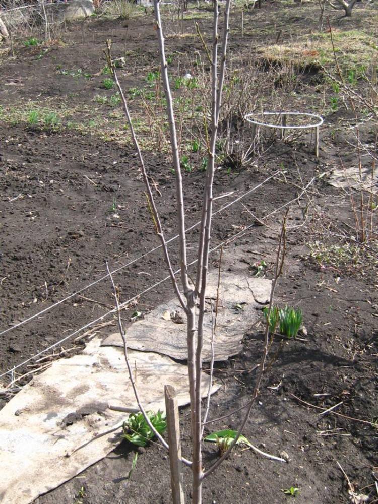 Почему не плодоносит слива: причины и что делать, как заставить дерево давать урожай